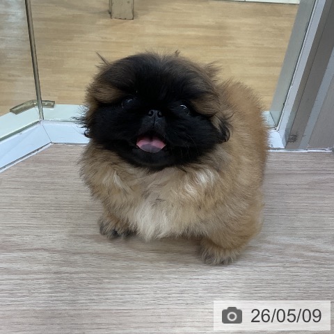ペキニーズの写真