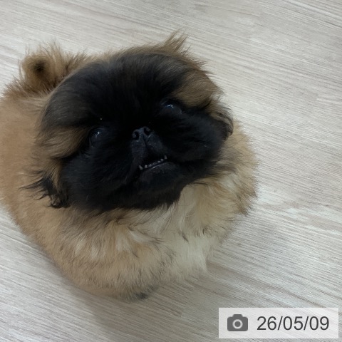 ペキニーズの写真