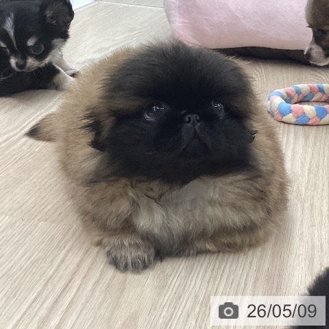 ペキニーズの写真