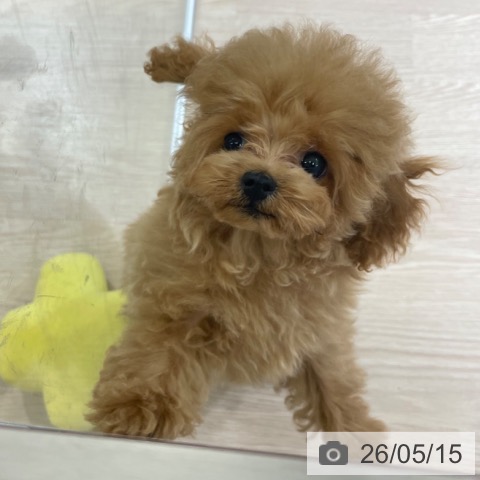 富山県のトイプードル(トイ) (ペットプラス 高岡店/2026年2月22日生まれ/男の子/アプリコット)の子犬の4枚目の画像