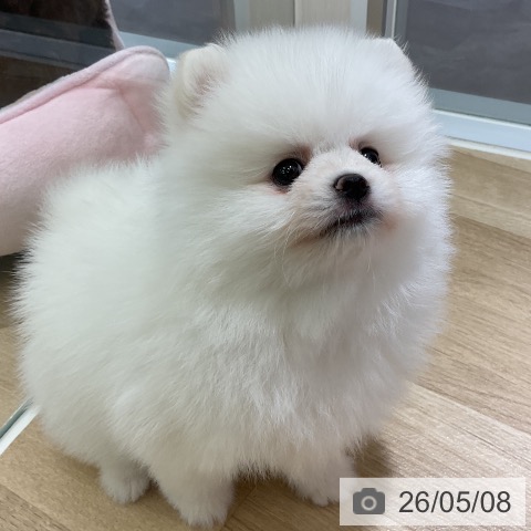 愛知県のポメラニアン (ペットプラス イオンモール豊川店/2026年3月7日生まれ/男の子/ホワイト)の子犬の3枚目の画像