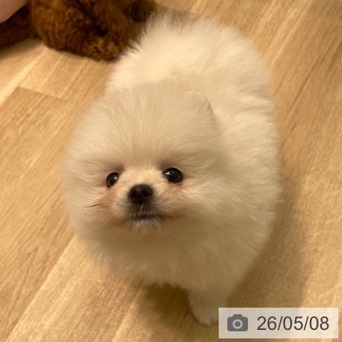 ポメラニアンの写真