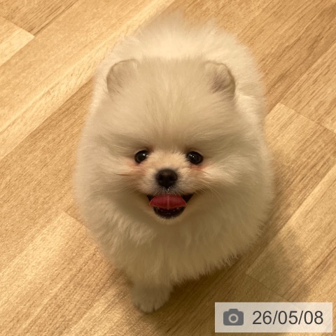 ポメラニアンの写真