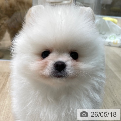 愛知県のポメラニアン (ペットプラス 則武新町店/2026年3月7日生まれ/男の子/クリーム)の子犬の4枚目の画像