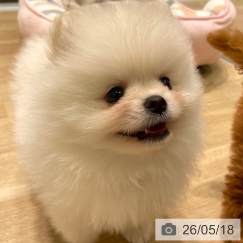 愛知県のポメラニアン (ペットプラス 則武新町店/2026年3月7日生まれ/男の子/クリーム)の子犬の3枚目の画像