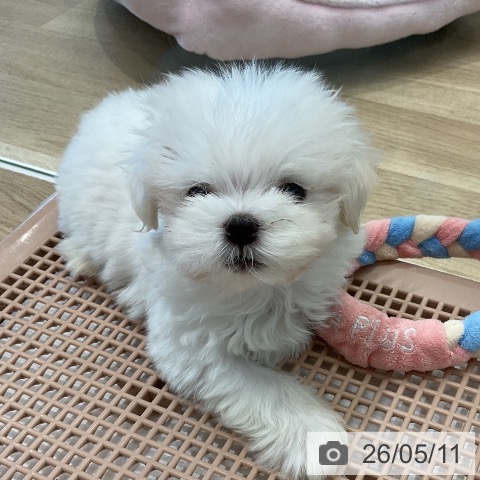 マルチーズの写真