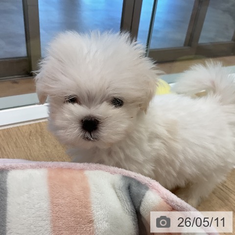 愛知県のマルチーズ (ペットプラス 熱田店/2026年3月9日生まれ/男の子/ホワイト)の子犬の3枚目の画像