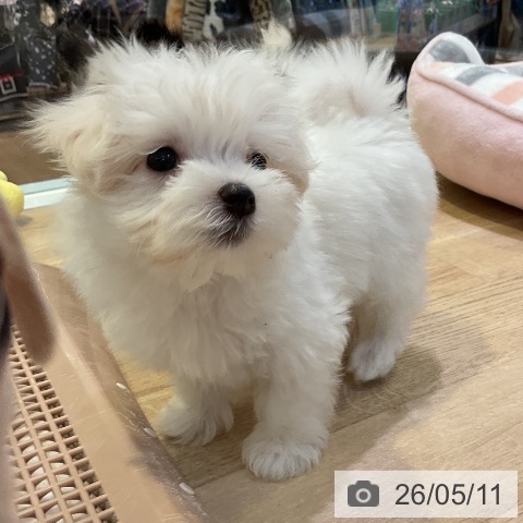 愛知県のマルチーズ (ペットプラス 岡崎店/2026年3月9日生まれ/女の子/ホワイト)の子犬の4枚目の画像