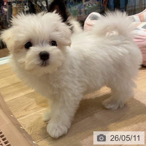愛知県のマルチーズ (ペットプラス 岡崎店/2026年3月9日生まれ/女の子/ホワイト)の子犬の3枚目の画像