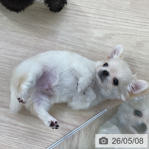 チワワの写真