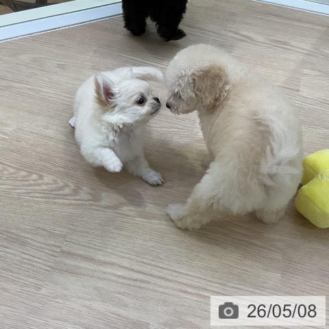 チワワの写真