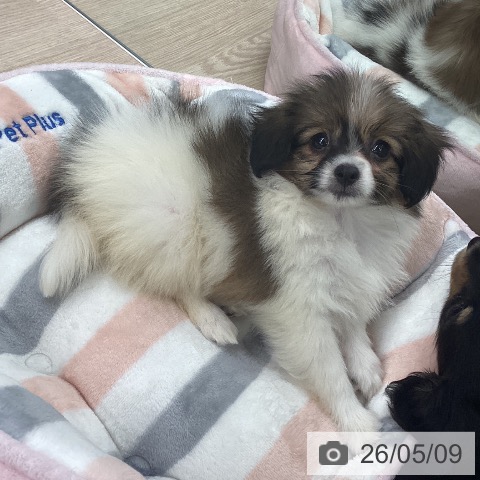 パピヨンの写真