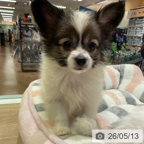 愛知県のパピヨン (ペットプラス 岡崎店/2026年3月8日生まれ/女の子/ホワイトブラウン)の子犬の4枚目の画像