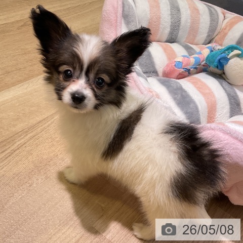 パピヨンの写真