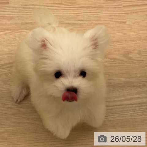 福井県のマルチーズ (ペットプラス 福井店/2026年2月28日生まれ/男の子/ホワイト)の子犬の3枚目の画像