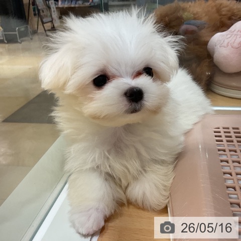 石川県のマルチーズ (ペットプラス 新小松店/2026年2月28日生まれ/女の子/ホワイト)の子犬の3枚目の画像