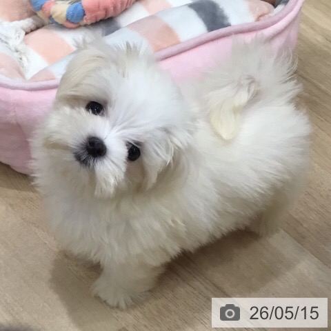 岐阜県のマルチーズ (ペットプラス 各務原店/2026年2月28日生まれ/女の子/ホワイト)の子犬の4枚目の画像
