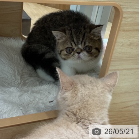 エキゾチックの写真