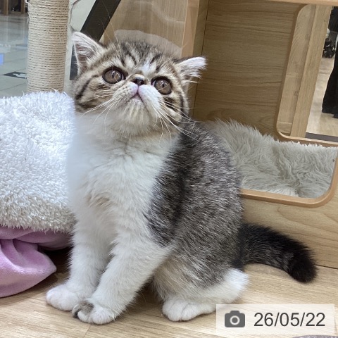 エキゾチックの写真