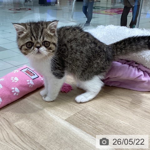 エキゾチックの写真