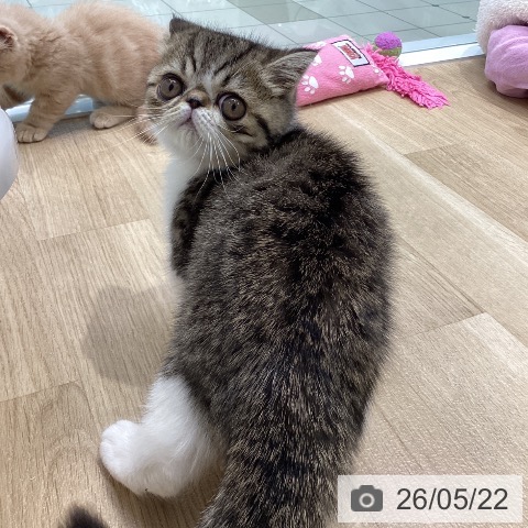 エキゾチックの写真