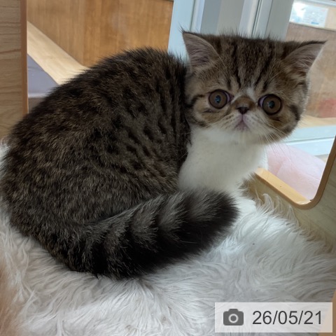 エキゾチックの写真
