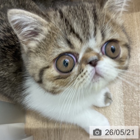 エキゾチックの写真