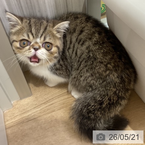 エキゾチックの写真