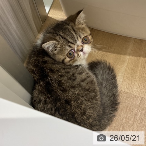 エキゾチックの写真