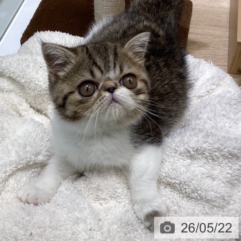 エキゾチックの写真