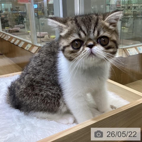 エキゾチックの写真