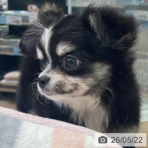 富山県のチワワ(ロング) (ペットプラス 高岡店/2026年3月9日生まれ/女の子/ブラックタンホワイト)の子犬の4枚目の画像