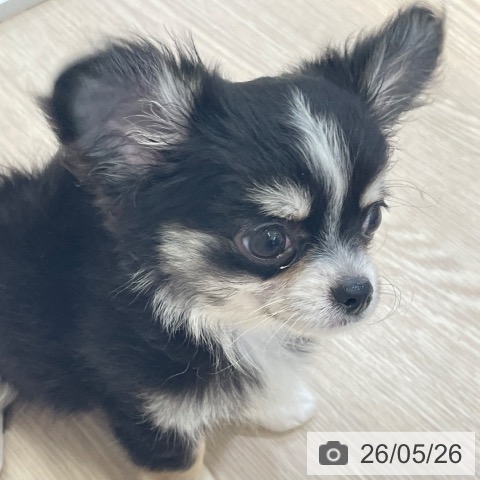 チワワの写真