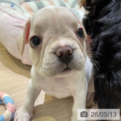 愛知県のフレンチブルドッグ (ペットプラス 岡崎店/2026年3月9日生まれ/男の子/クリーム)の子犬の4枚目の画像