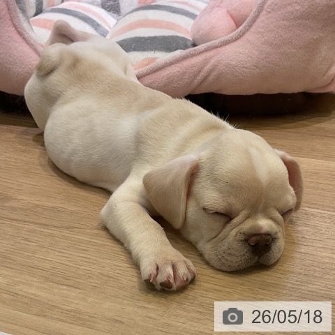 愛知県のフレンチブルドッグ (ペットプラス 岡崎店/2026年3月9日生まれ/男の子/クリーム)の子犬の4枚目の画像