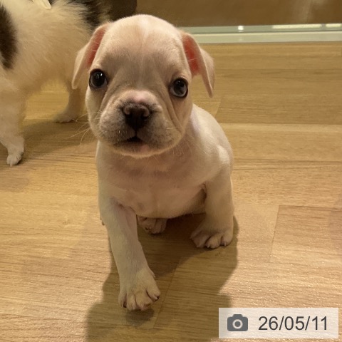 愛知県のフレンチブルドッグ (ペットプラス 岡崎店/2026年3月9日生まれ/男の子/クリーム)の子犬の3枚目の画像