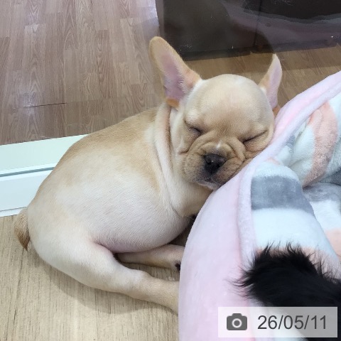 岐阜県のフレンチブルドッグ (ペットプラス 各務原店/2026年3月9日生まれ/男の子/クリーム)の子犬の4枚目の画像