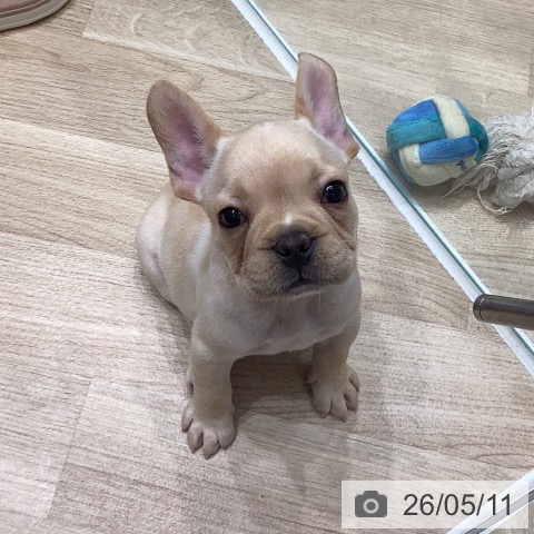岐阜県のフレンチブルドッグ (ペットプラス 各務原店/2026年3月9日生まれ/男の子/クリーム)の子犬の3枚目の画像