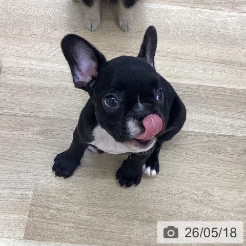 フレンチ・ブルドッグの写真