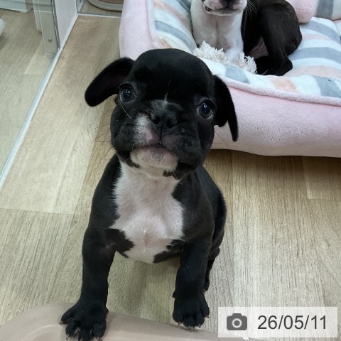 愛知県のフレンチブルドッグ (ペットプラス mozoワンダーシティ店/2026年3月9日生まれ/女の子/ブリンドル)の子犬の4枚目の画像