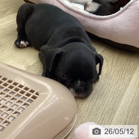 愛知県のフレンチブルドッグ (ペットプラス mozoワンダーシティ店/2026年3月9日生まれ/女の子/ブリンドル)の子犬の3枚目の画像