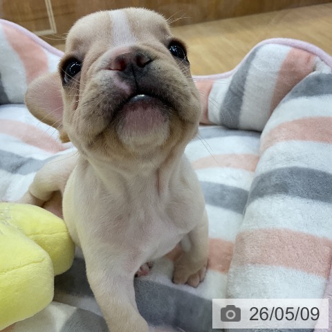 フレンチ・ブルドッグの写真
