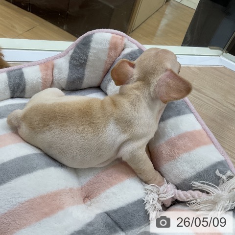 フレンチ・ブルドッグの写真