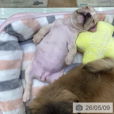 フレンチ・ブルドッグの写真