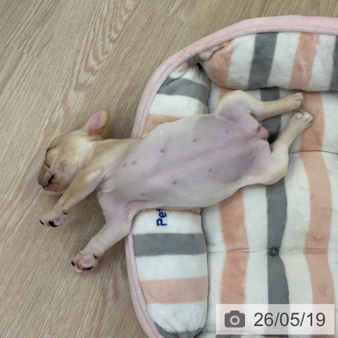 フレンチ・ブルドッグの写真