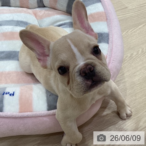 フレンチ・ブルドッグの写真
