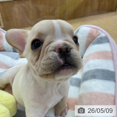 フレンチ・ブルドッグの写真