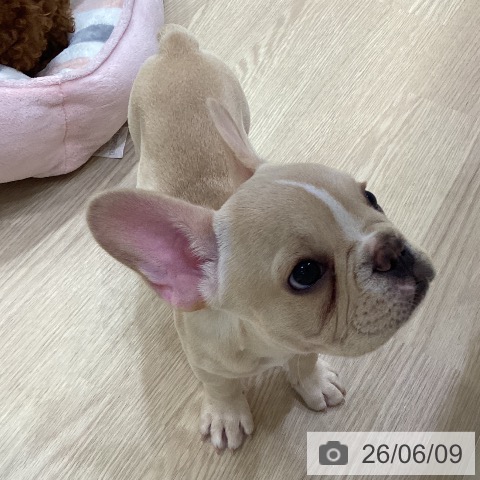 フレンチ・ブルドッグの写真