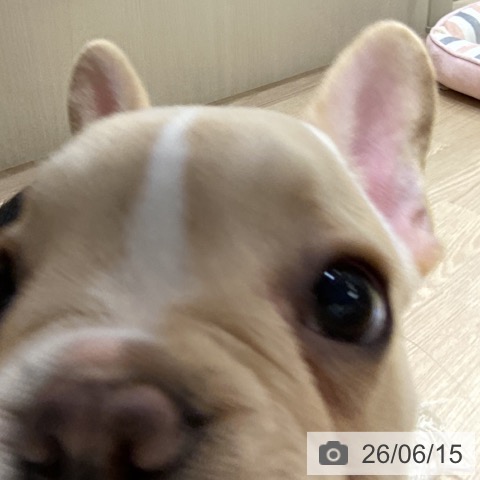 フレンチ・ブルドッグの写真