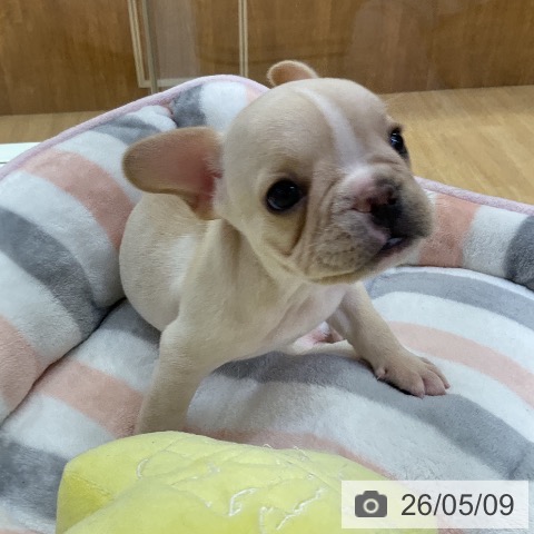 フレンチ・ブルドッグの写真